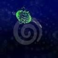 Deep Sea Creatures : 